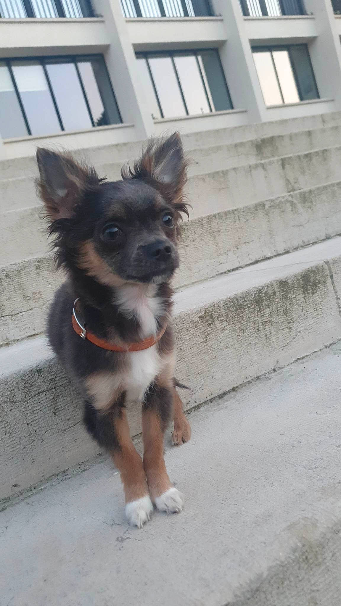 Yakari a rejoint le concours — aidez-le/la à gagner de superbes lots ! canidae, carnivore, collar, companion_dog, dog, dog_breed, dog_collar, dog_supply, fur, leash, pet_supply, snout, sporting_group, tail, whiskers, window, working_animal, working_dog