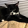 alert, black_and_white, cat, close_up, cozy, cushion, domestic_animal, fur, green_eyes, indoor, looking_at_camera, nose, paw, pet, portrait, relaxed, sofa, tuxedo_cat, whiskers, window_blinds