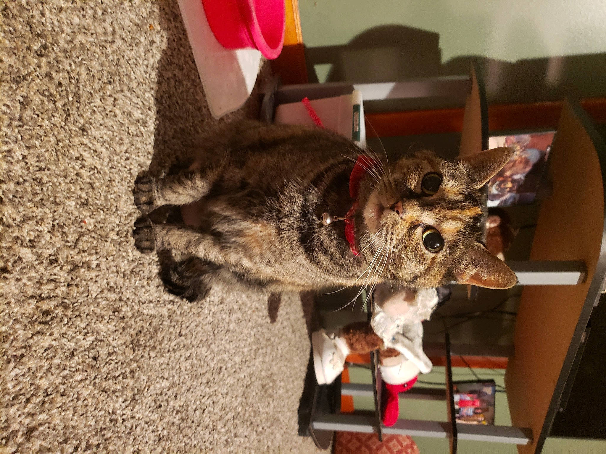 Twilight joined the competition — help win amazing prizes! art, canidae, claw, fashion_accessory, fawn, felidae, flooring, fur, mythical_creature, small_to_medium_sized_cats, snout, sporting_group, tail, whiskers, wildlife