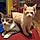 Simba Et Minette