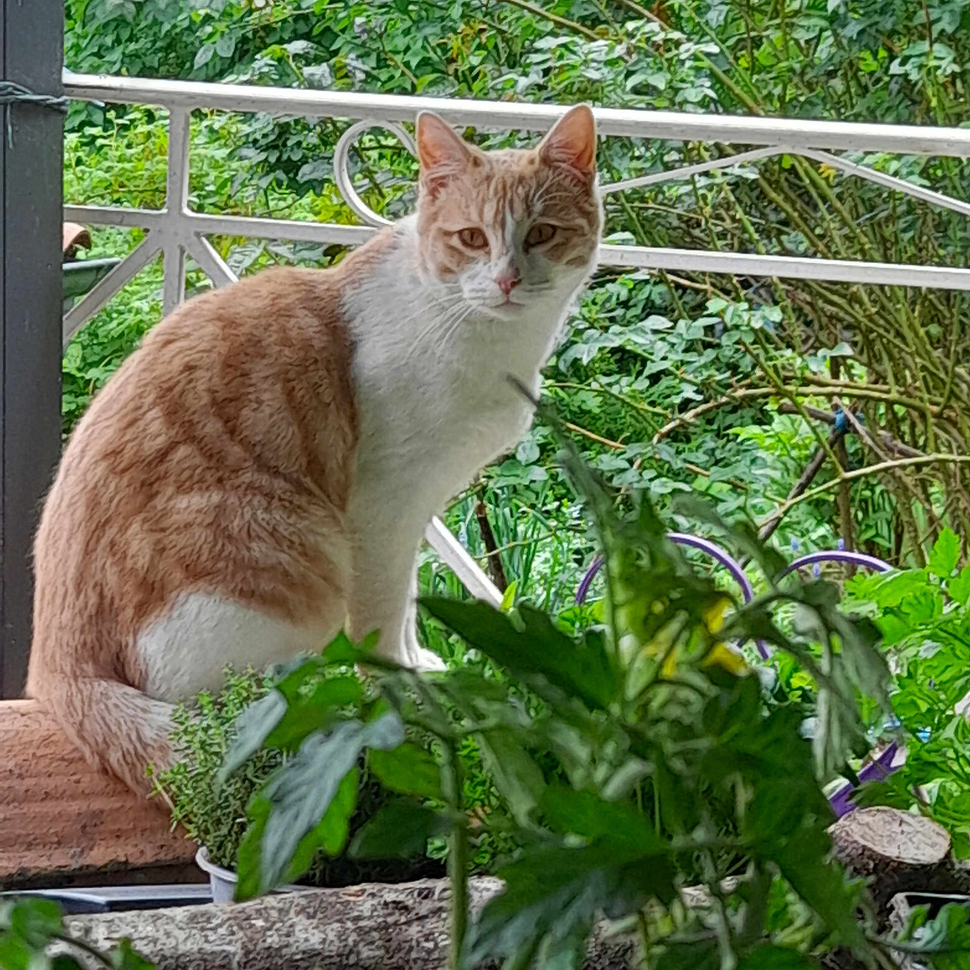 Simba participe au concours pour gagner de l'argent avec cette photo : animal, background, cat, curious, daylight, ears, foliage, fur, garden, greenery, nature, orange_and_white_cat, outdoor, peaceful, pet, plants, porch, railing, sitting, whiskers