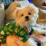 Butter joined the competition — help win amazing prizes! dog, puppy, small_dog, white_fur, fluffy, couch, sofa, pillow, blanket, pet_outfit, clover_pattern, rainbow, st_patricks_clothing, collar, id_tag, indoor, cozy, portrait, close_up, relaxed