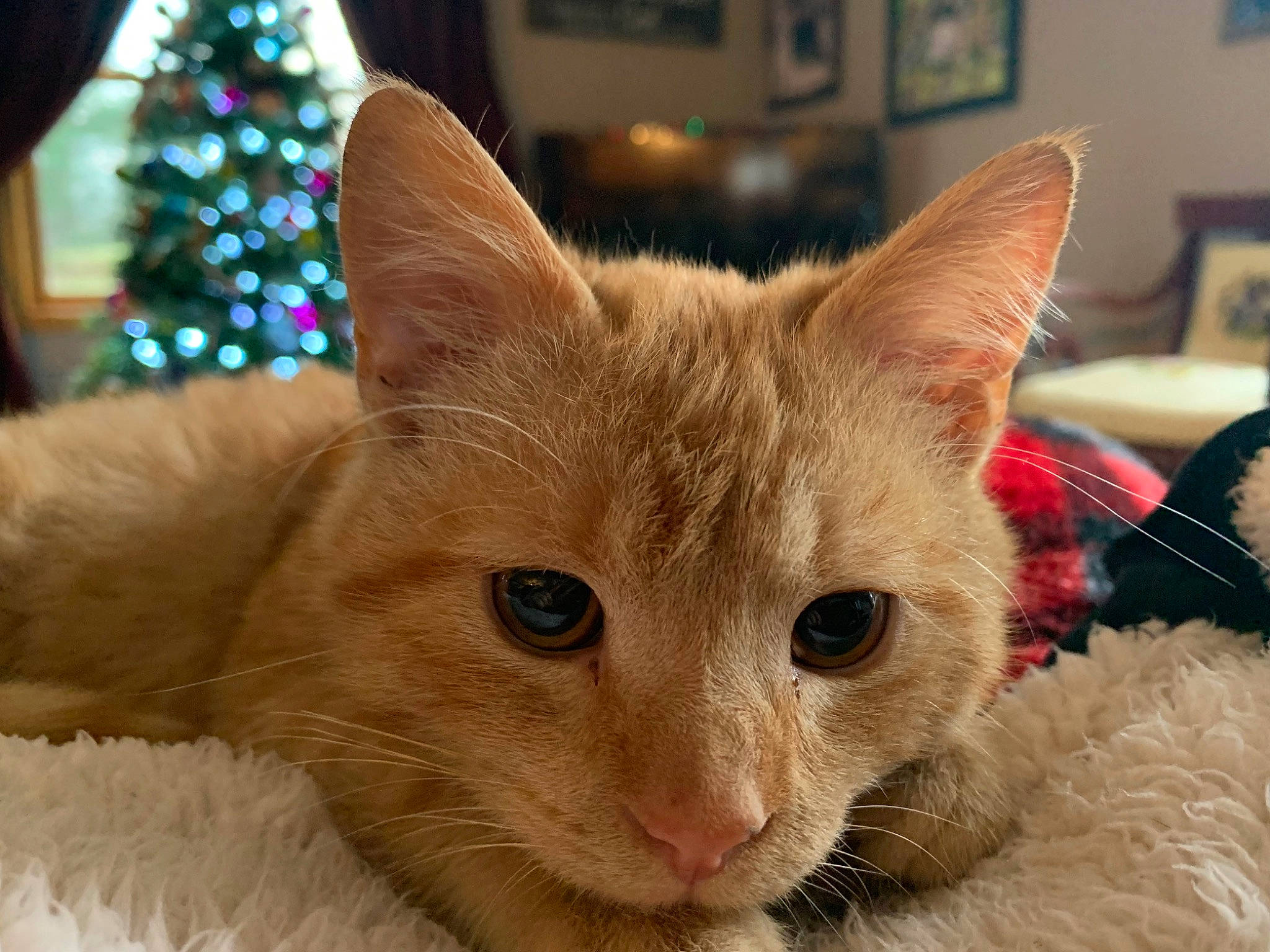 Flynn joined the competition — help win amazing prizes! carnivore, cat, cat_furniture, cat_supply, christmas, christmas_decoration, christmas_tree, comfort, domestic_short_haired_cat, event, eye, fawn, felidae, fur, holiday, picture_frame, small_to_medium_sized_cats, snout, tree, whiskers