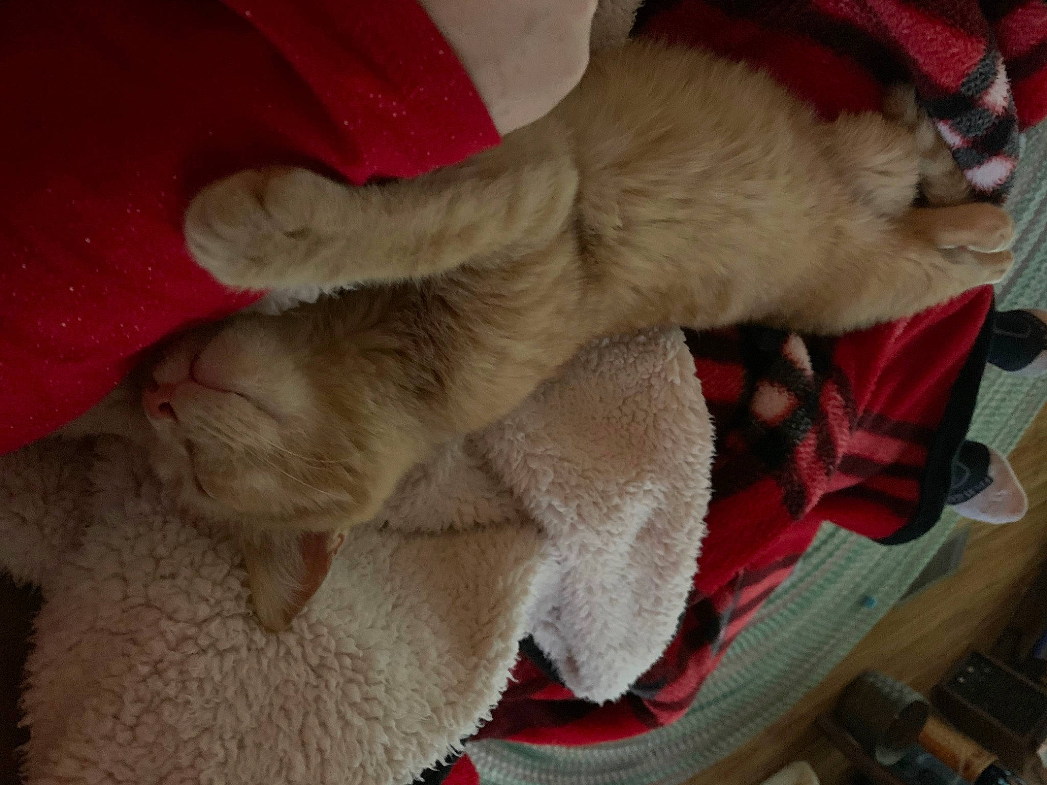 Flynn is registered to the contest to win money with this photo: canidae, carmine, carnivore, cat, claw, comfort, companion_dog, dog_breed, domestic_short_haired_cat, fawn, felidae, fur, nap, paw, small_to_medium_sized_cats, snout, sporting_group, tail, whiskers, wool