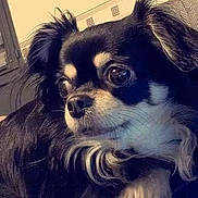 Mady participe au concours pour gagner de l'argent avec cette photo : dog, small_dog, long_hair, black_and_white, brown_markings, pet, animal, portrait, indoors, home, sitting, close_up, floppy_ears, large_eyes, fur, collar, couch, wall, framed_photos, cute
