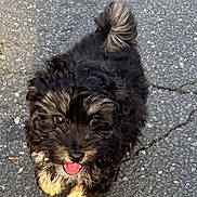 Cocoa joined the competition — help win amazing prizes! puppy, dog, black_and_tan, curly_fur, fluffy, tongue_out, happy, walking, outdoor, asphalt, road, pavement, tail, curled_tail, portrait, pet, canine, small_dog, looking_at_camera, sunlight