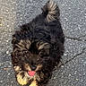 puppy, dog, black_and_tan, curly_fur, fluffy, tongue_out, happy, walking, outdoor, asphalt, road, pavement, tail, curled_tail, portrait, pet, canine, small_dog, looking_at_camera, sunlight