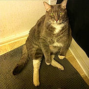 Chubs joined the competition — help win amazing prizes! cat, gray_cat, white_chest, yellow_eyes, whiskers, pet, animal, sitting, indoors, mat, floor, wall, corner, portrait, front_view, alert, fluffy_tail, striped_fur, home, photography