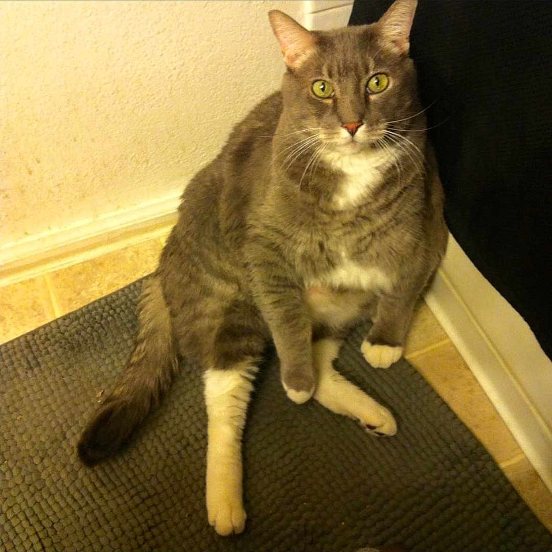 Chubs