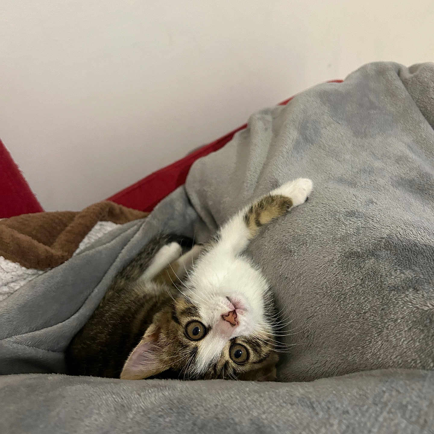 Roméo a rejoint le concours — aidez-le/la à gagner de superbes lots ! abyssinian, animal, bed, bedroom, blanket, cat, couch, cushion, furniture, homedecor, indoors, kitten, linen, manx, person, pet, quilt, room, sleeping