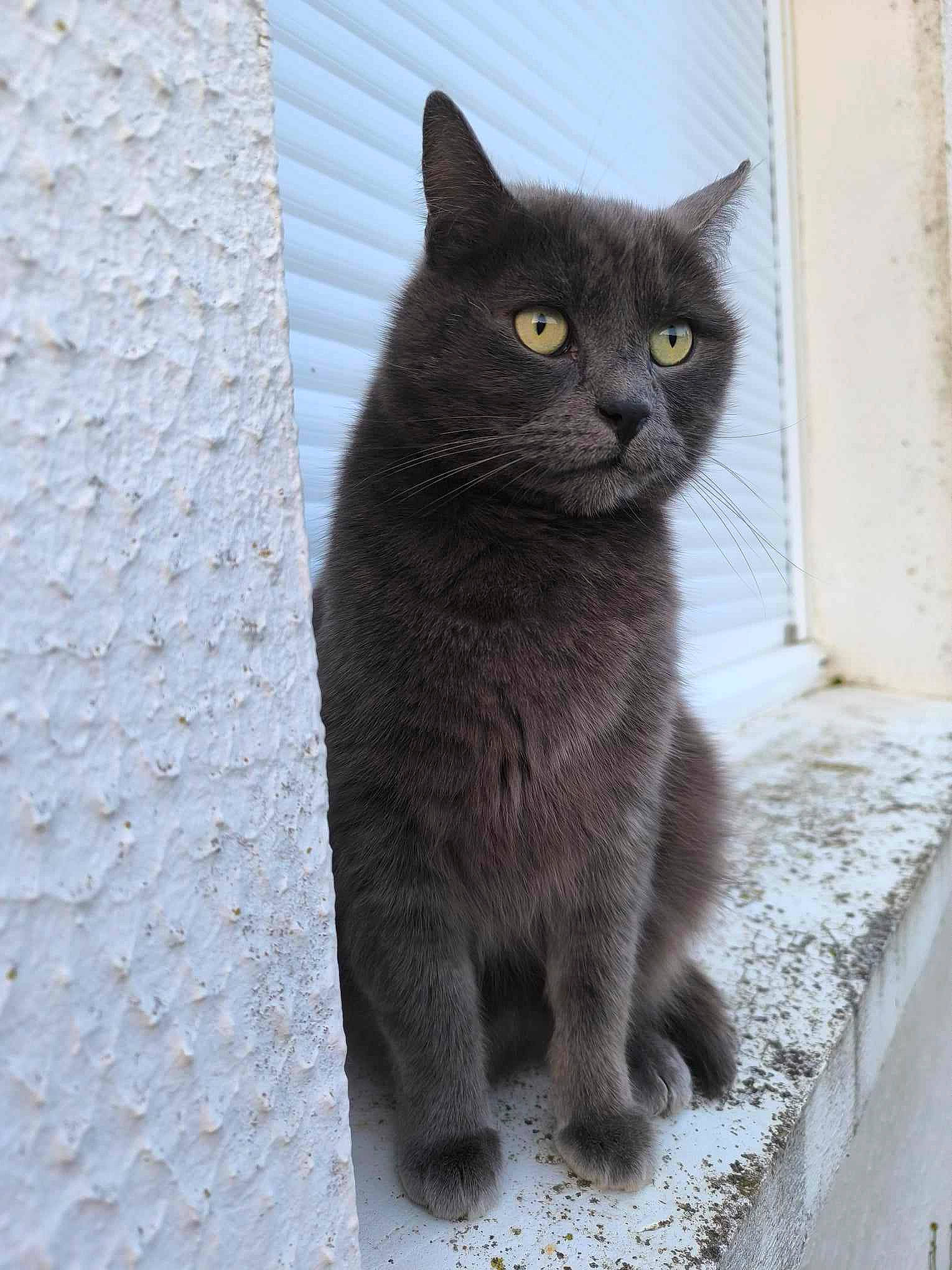 Thomas a rejoint le concours — aidez-le/la à gagner de superbes lots ! carnivore, cat, domestic_short_haired_cat, felidae, fur, grey, plant, russian_blue, small_to_medium_sized_cats, snout, tail, terrestrial_animal, whiskers, window