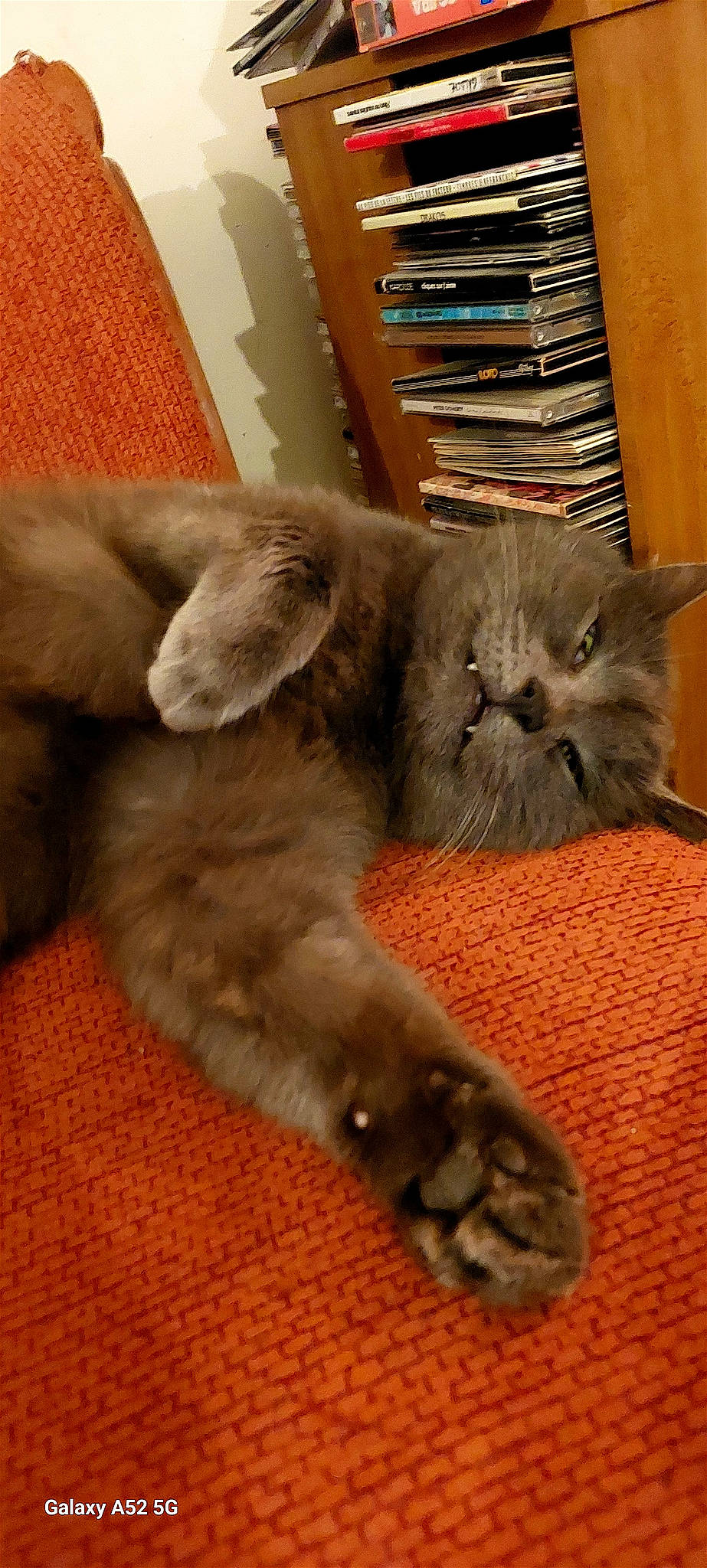 Thomas a rejoint le concours — aidez-le/la à gagner de superbes lots ! carnivore, cat, chartreux, claw, comfort, domestic_short_haired_cat, fawn, felidae, fur, grey, hardwood, kitchen_utensil, paw, small_to_medium_sized_cats, tail, terrestrial_animal, whiskers