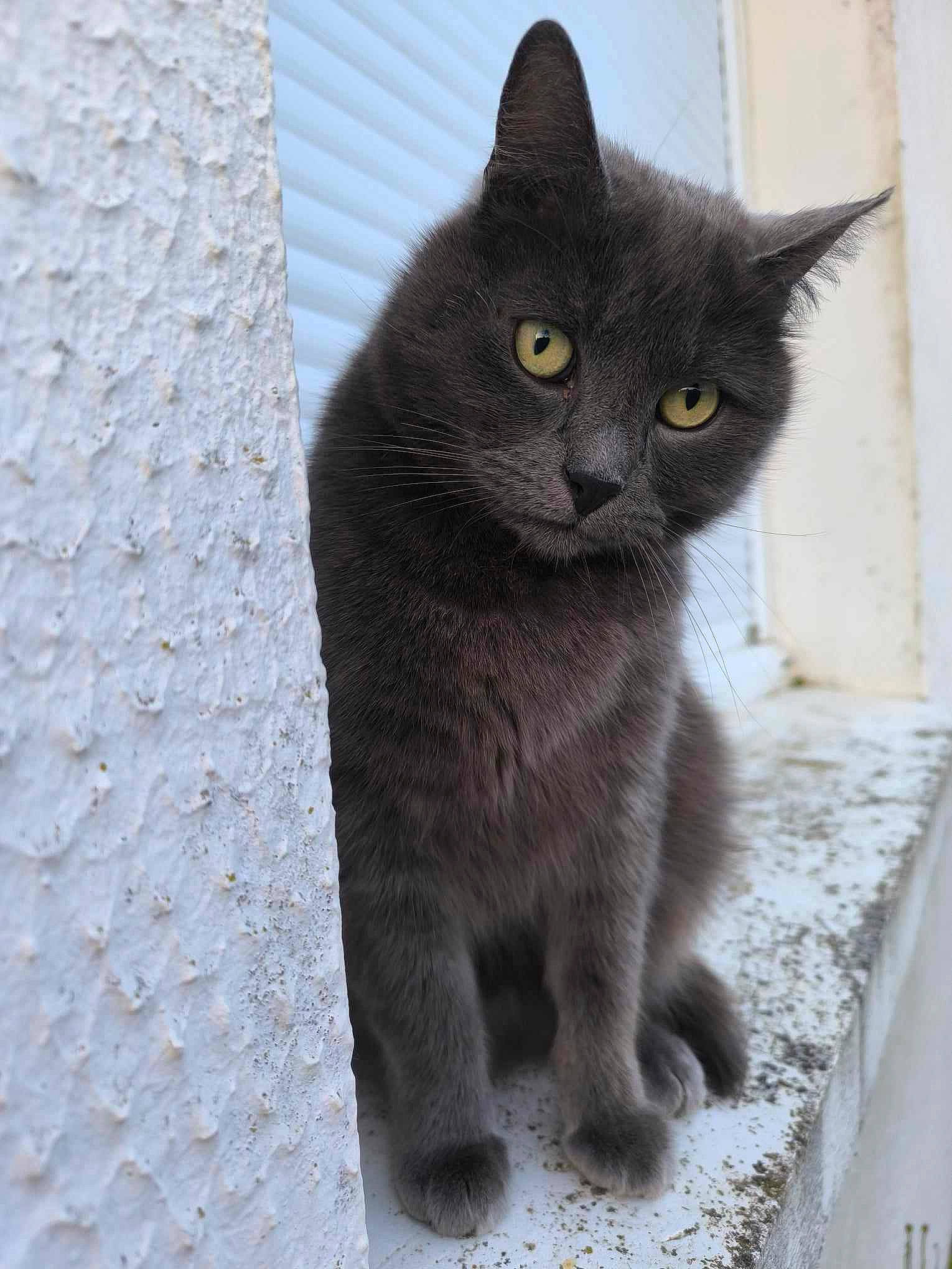 Thomas participe au concours pour gagner de l'argent avec cette photo : black_cat, carnivore, cat, domestic_short_haired_cat, eye, felidae, fur, grey, small_to_medium_sized_cats, snout, tail, terrestrial_animal, whiskers, window