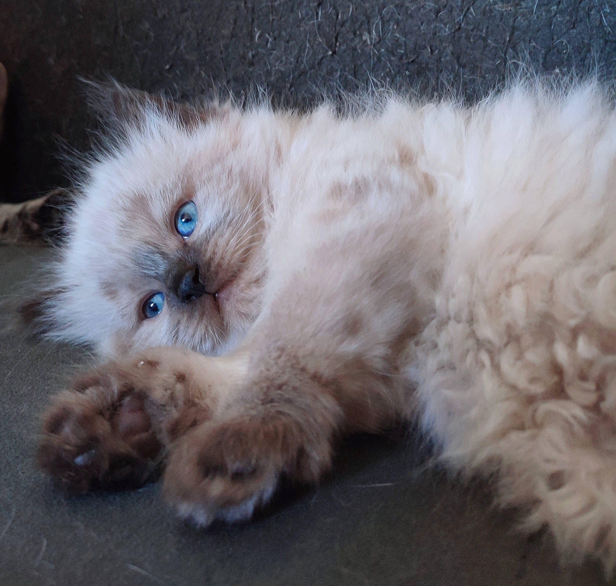 Nala participe au concours pour gagner de l'argent avec cette photo : balinese, birman, british_longhair, carnivore, cat, claw, dog_breed, fawn, felidae, fur, paw, persian, ragdoll, small_to_medium_sized_cats, snout, tail, terrestrial_animal, whiskers, working_animal