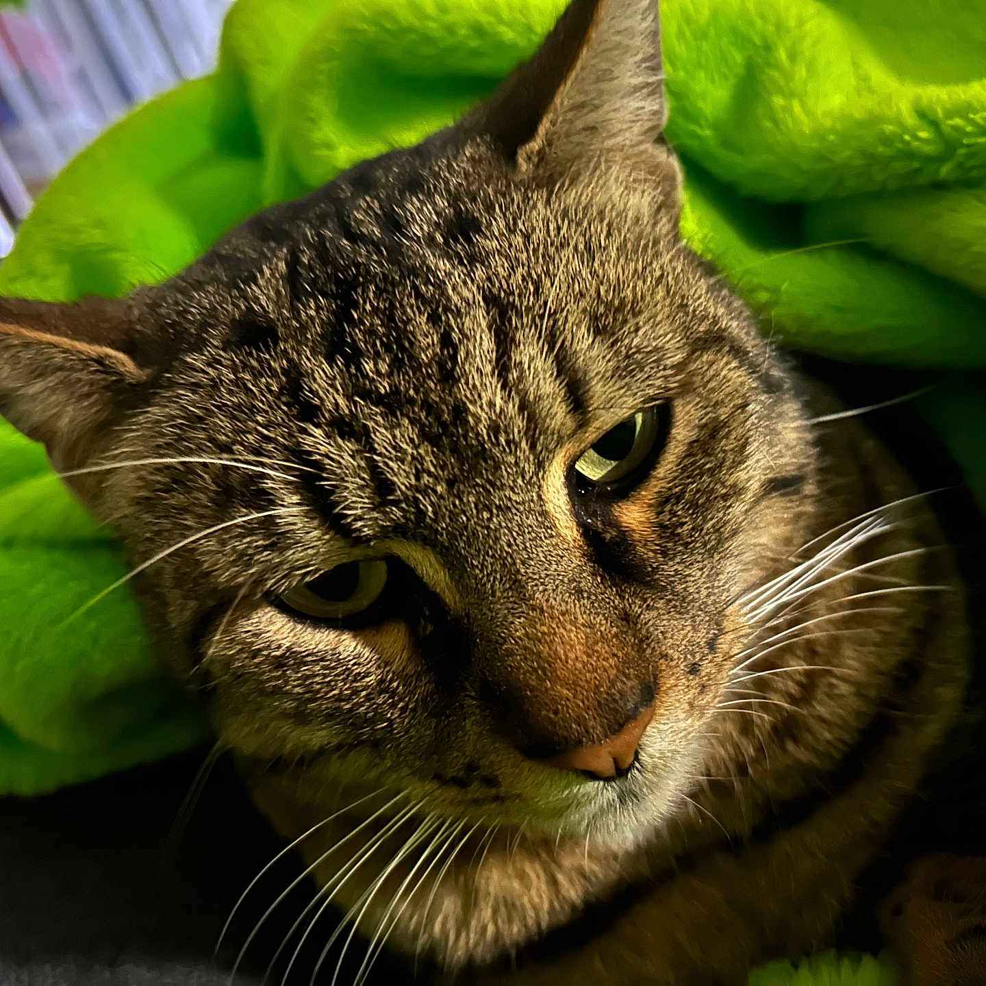 Simba