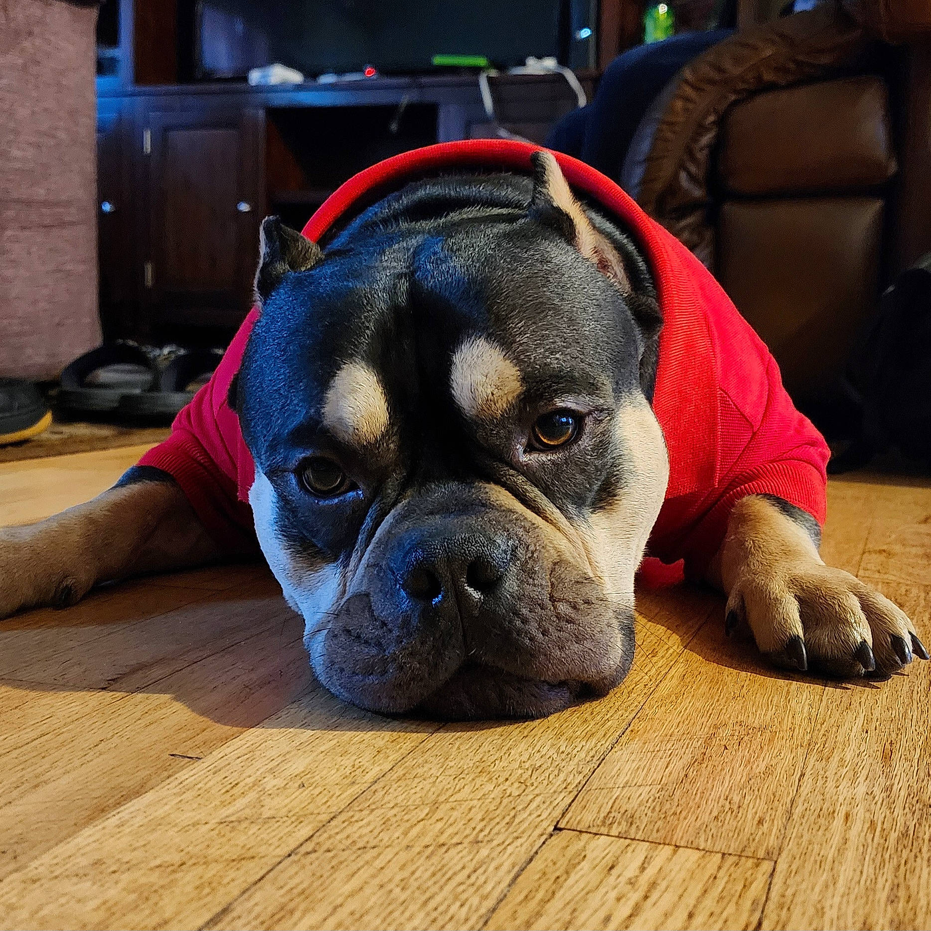 Kilo is registered to the contest to win money with this photo: boxer, cabinetry, canidae, carnivore, companion_dog, dog, dog_breed, fawn, flooring, guard_dog, hardwood, molosser, paw, sporting_group, television, toy_dog, whiskers, wood, working_animal, wrinkle