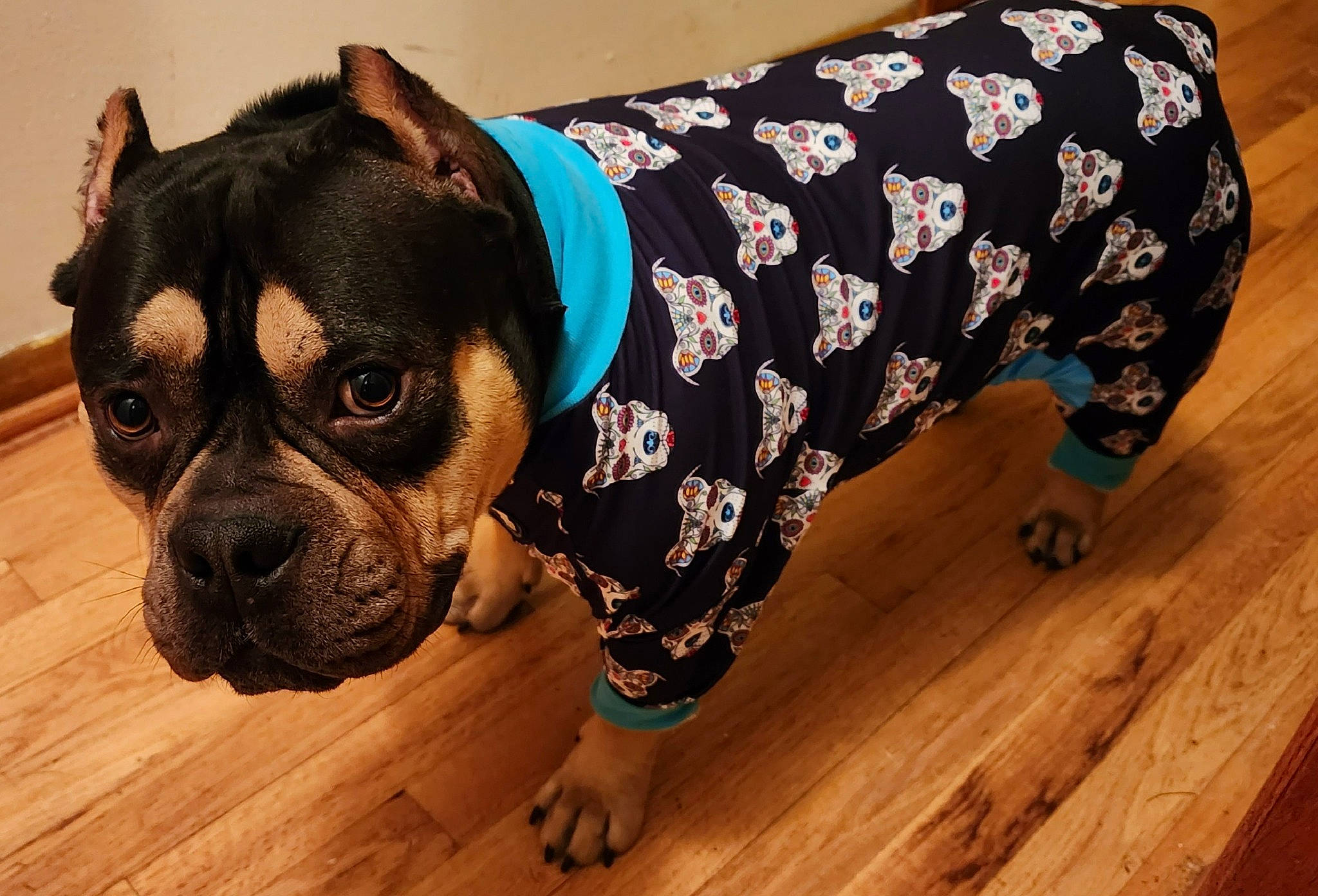 Kilo is registered to the contest to win money with this photo: canidae, carnivore, companion_dog, dog, dog_breed, dog_clothes, dog_collar, dog_supply, fawn, flooring, fur, hardwood, molosser, pattern, snout, sporting_group, toy_dog, whiskers, wood, working_animal