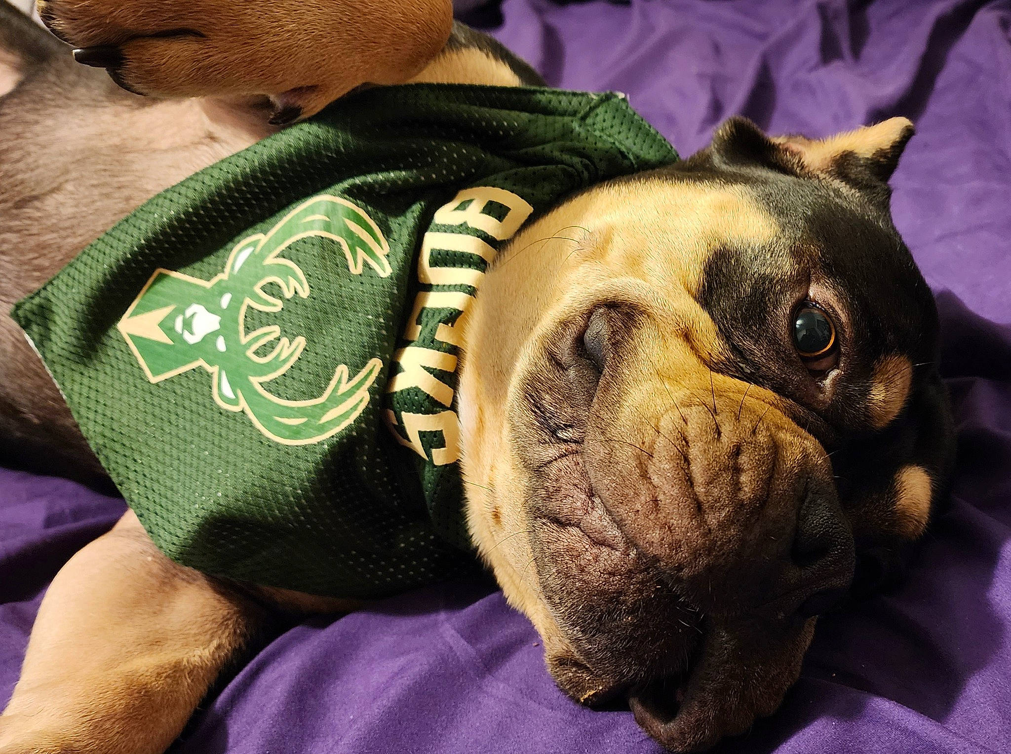 Kilo is registered to the contest to win money with this photo: ancient_dog_breeds, bulldog, canidae, carnivore, comfort, companion_dog, dog, dog_breed, dog_clothes, ear, elbow, fawn, molosser, non_sporting_group, sleeve, snout, sporting_group, toy_dog, whiskers, wrinkle