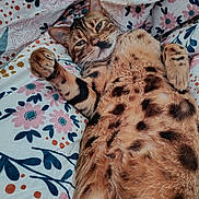 Timoune a rejoint le concours — aidez-le/la à gagner de superbes lots ! cat, spotted_cat, bengal_cat, pet, animal, feline, bed, blanket, floral_pattern, relaxed, lying_down, paw, fur, whiskers, cute, sleepy, indoor, close_up, domestic_animal, resting