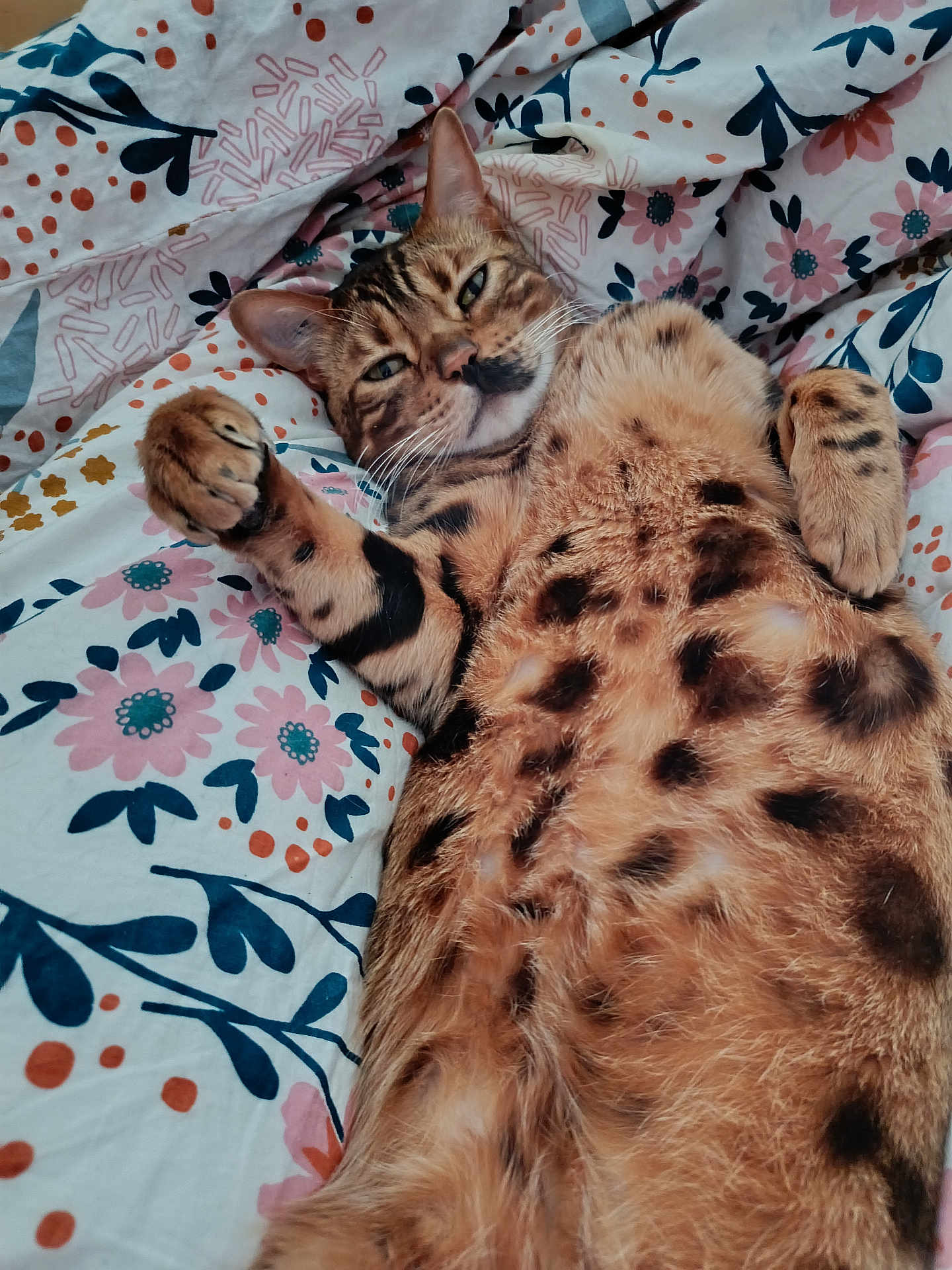Timoune a rejoint le concours — aidez-le/la à gagner de superbes lots ! cat, spotted_cat, bengal_cat, pet, animal, feline, bed, blanket, floral_pattern, relaxed, lying_down, paw, fur, whiskers, cute, sleepy, indoor, close_up, domestic_animal, resting