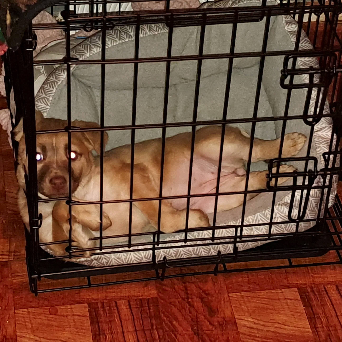 Hope is registered to the contest to win money with this photo: animal_shelter, cage, carnivore, companion_dog, dog, dog_breed, dog_crate, dog_supply, fawn, flooring, hardwood, kennel, liver, mammal, metal, pet_supply, service, snout, wood, working_animal