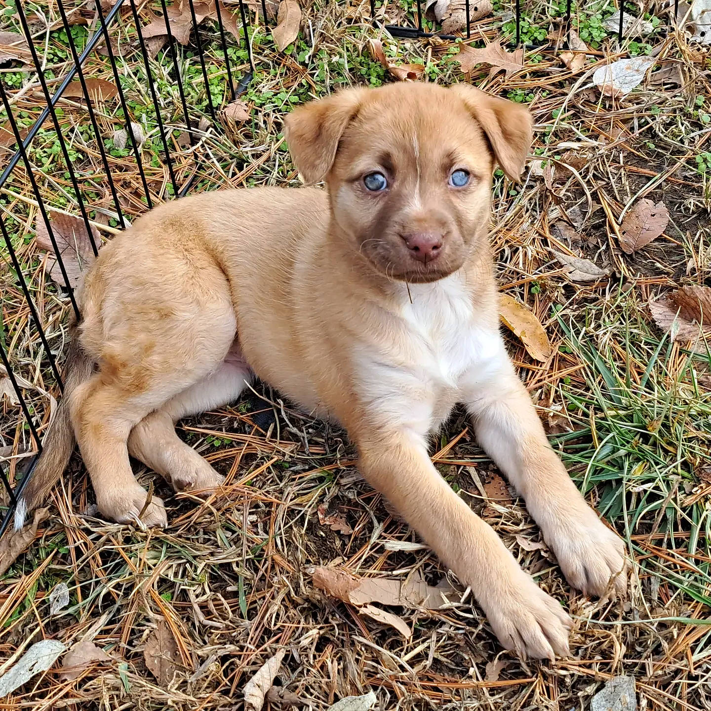 Hope is registered to the contest to win money with this photo: canidae, carnivore, companion_dog, dog, dog_breed, fawn, fence, grass, groundcover, liver, plant, soil, sporting_group, terrestrial_animal, terrestrial_plant, whiskers