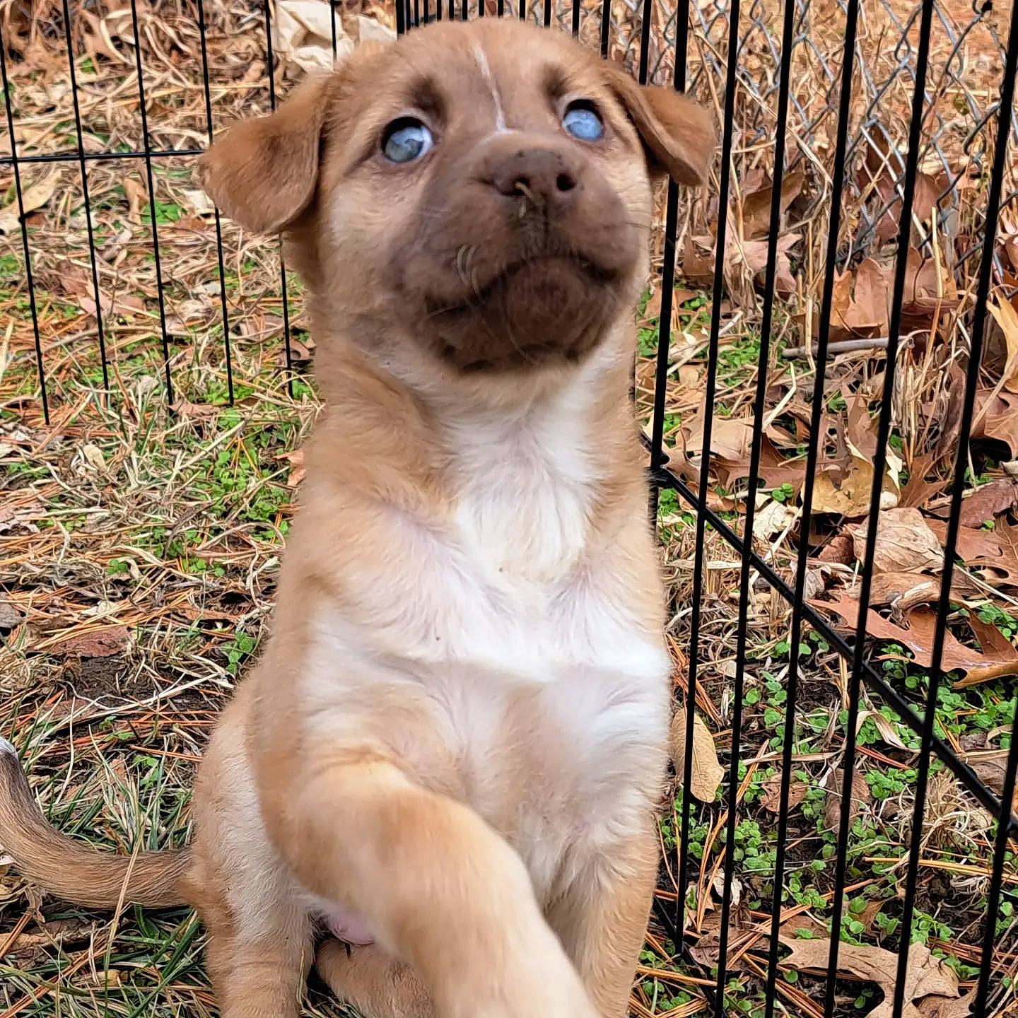 Hope joined the competition — help win amazing prizes! animal_shelter, cage, carnivore, companion_dog, dog, dog_breed, fawn, fence, grass, home_fencing, mesh, metal, pet_supply, plant, sporting_group, tail, terrestrial_animal, whiskers, wire_fencing, working_animal