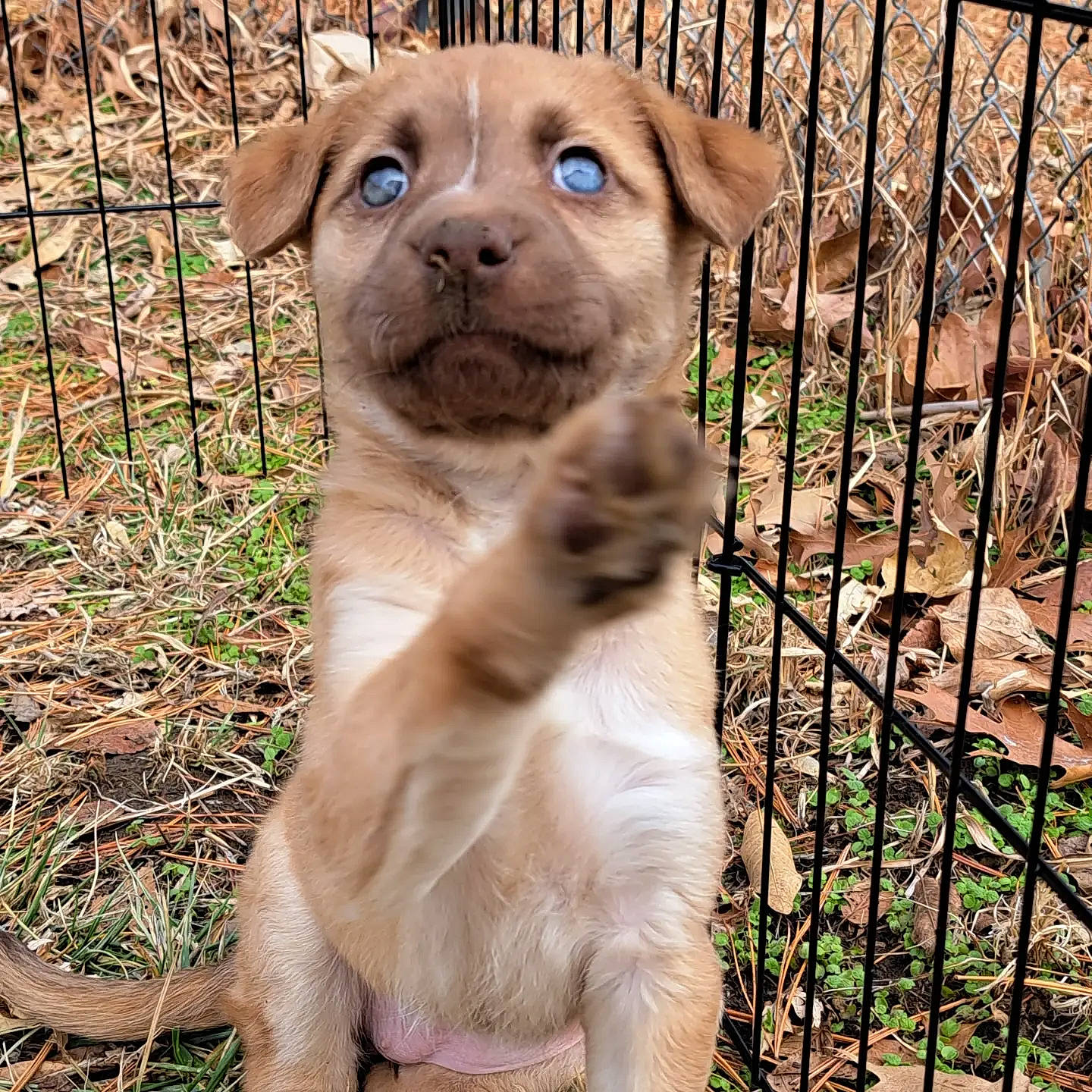 Hope is registered to the contest to win money with this photo: animal_shelter, canidae, carnivore, companion_dog, dog, dog_breed, eye, fawn, felidae, fence, fur, grass, mesh, pet_supply, plant, snout, sporting_group, terrestrial_animal, whiskers, working_animal