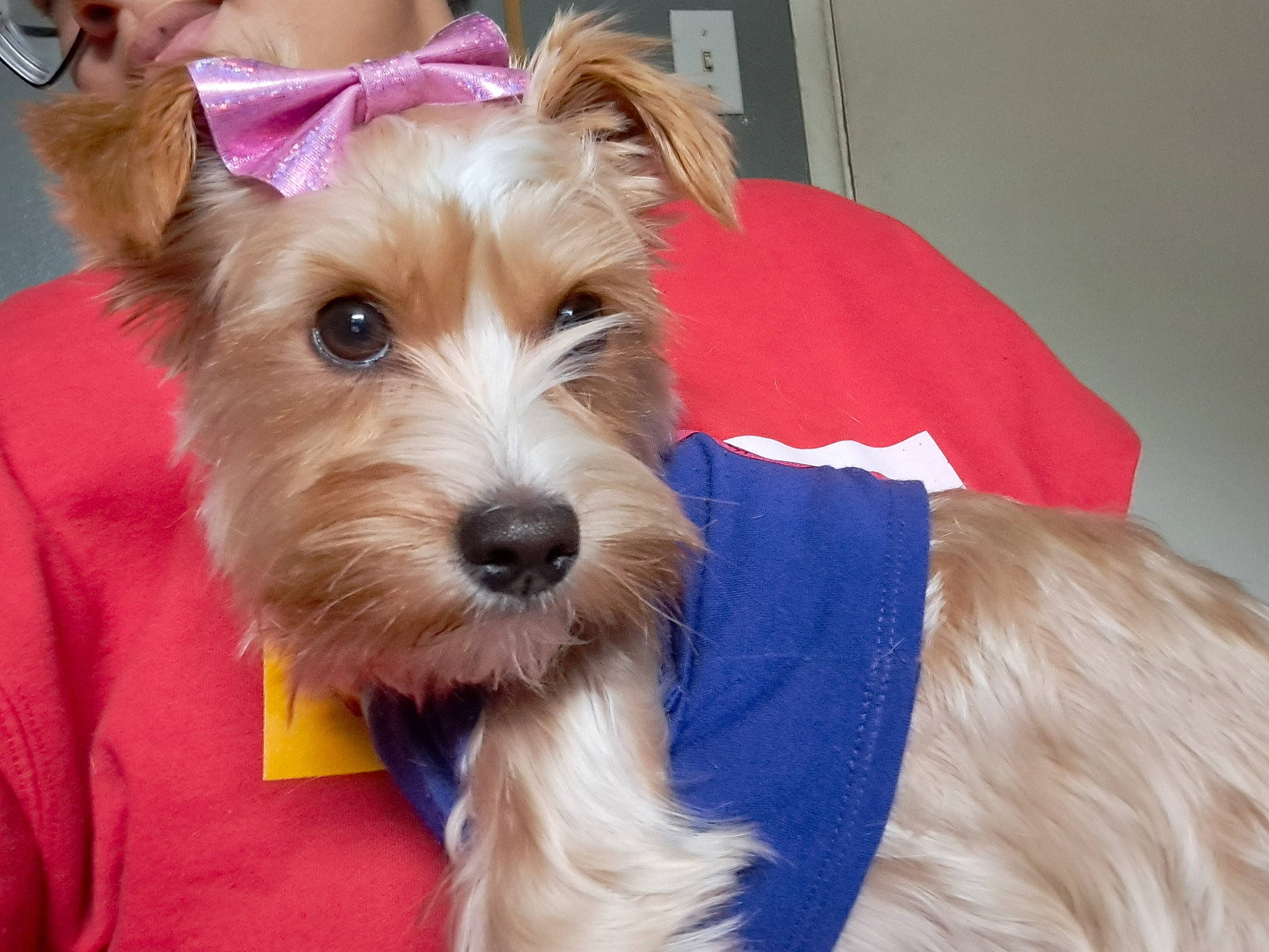 Moonshine joined the competition — help win amazing prizes! biewer_terrier, canidae, carnivore, companion_dog, dog, dog_breed, dog_supply, ear, fashion_accessory, fur, non_sporting_group, small_terrier, snout, sporting_group, terrier, toy_dog, working_animal