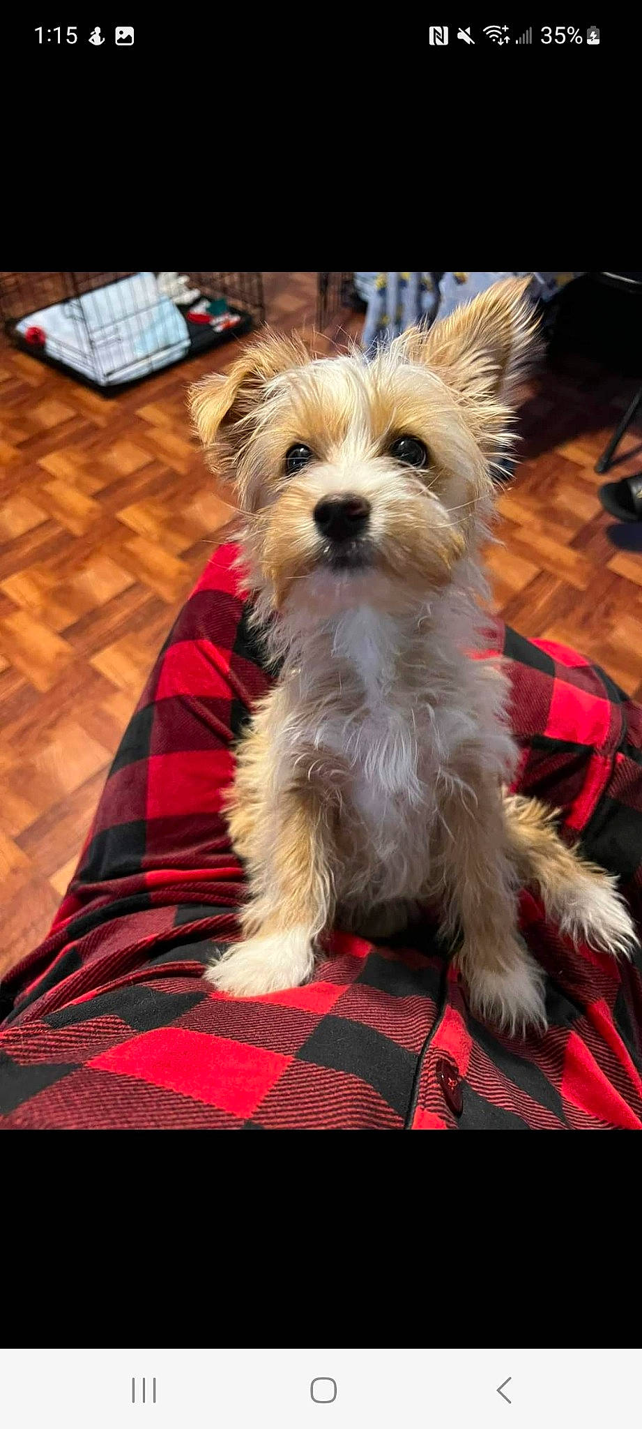 Moonshine joined the competition — help win amazing prizes! biewer_terrier, canidae, carnivore, companion_dog, dog, dog_breed, dog_clothes, dog_supply, event, flooring, fur, hardwood, pattern, small_terrier, snout, sporting_group, terrier, toy_dog, working_animal, working_terrier