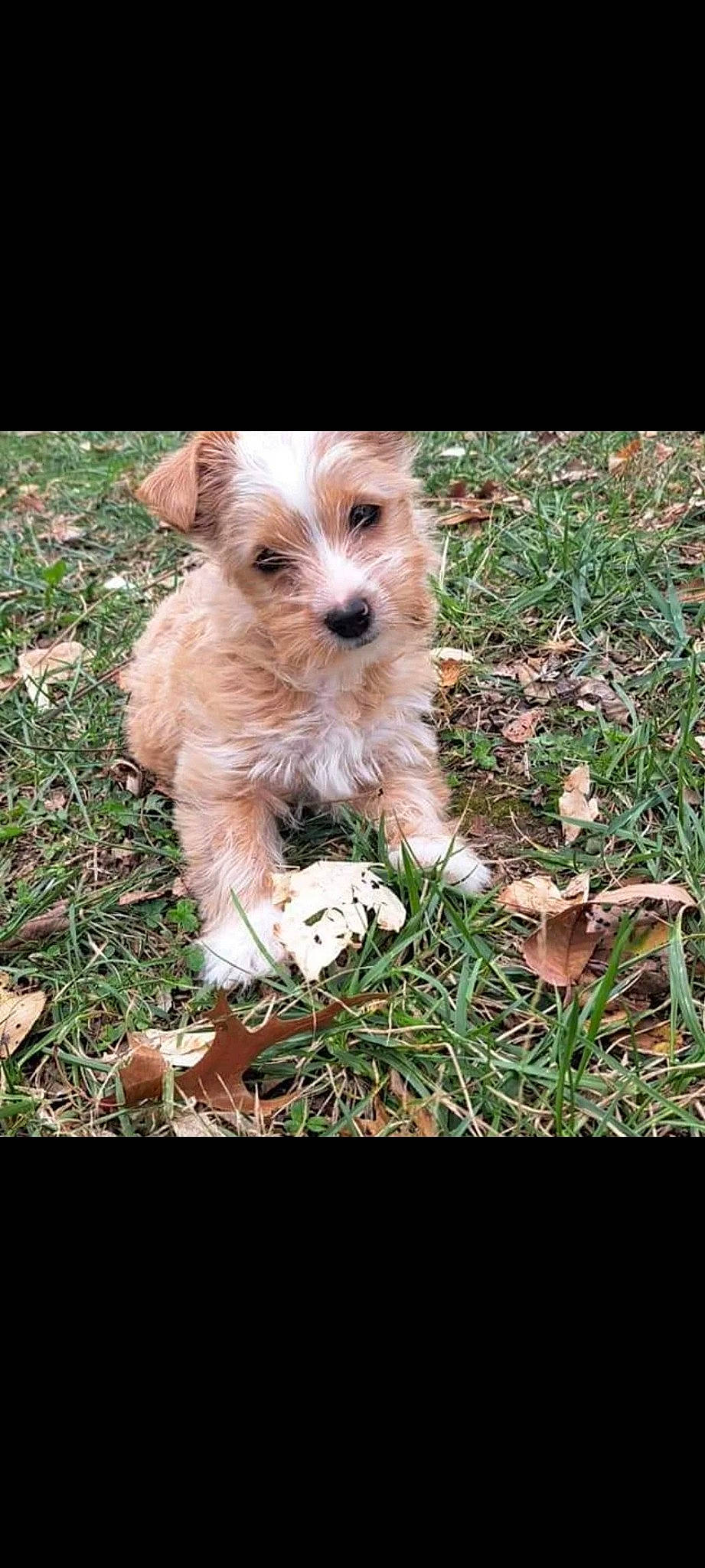 Moonshine is registered to the contest to win money with this photo: canidae, carnivore, companion_dog, dog, dog_breed, grass, liver, maltepoo, non_sporting_group, plant, puppy, small_terrier, snout, soil, sporting_group, terrier, toy, toy_dog, working_animal, yorkipoo