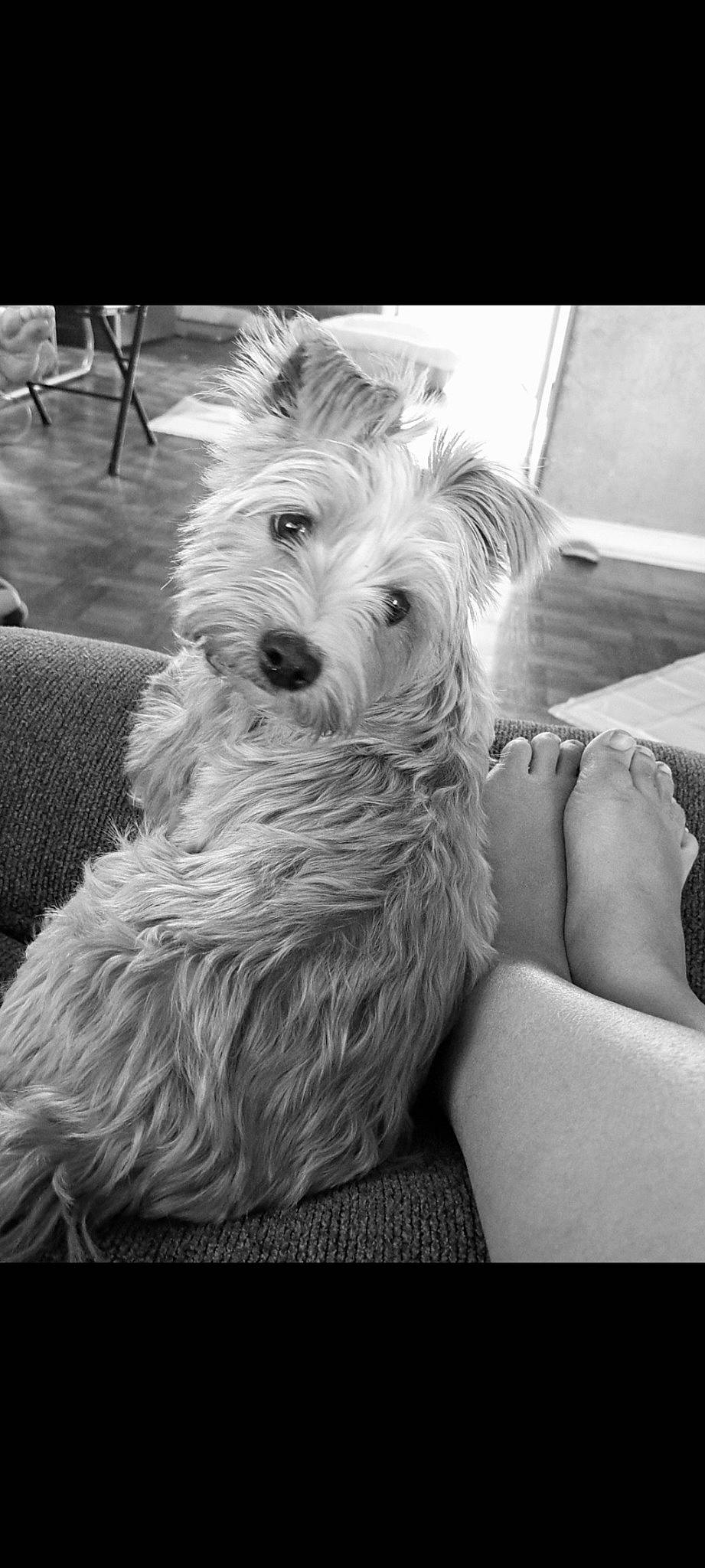 Moonshine joined the competition — help win amazing prizes! black, black_and_white, canidae, carnivore, comfort, companion_dog, dog, dog_breed, fur, maltepoo, monochrome, monochrome_photography, sitting, small_terrier, snout, sporting_group, style, terrier, toy_dog, yorkipoo