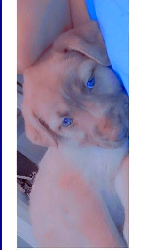 Hope joined the competition — help win amazing prizes! abdomen, canidae, carnivore, chest, companion_dog, dog, dog_breed, ear, electric_blue, fawn, flesh, fur, gesture, jaw, photo_caption, snout, sporting_group, whiskers