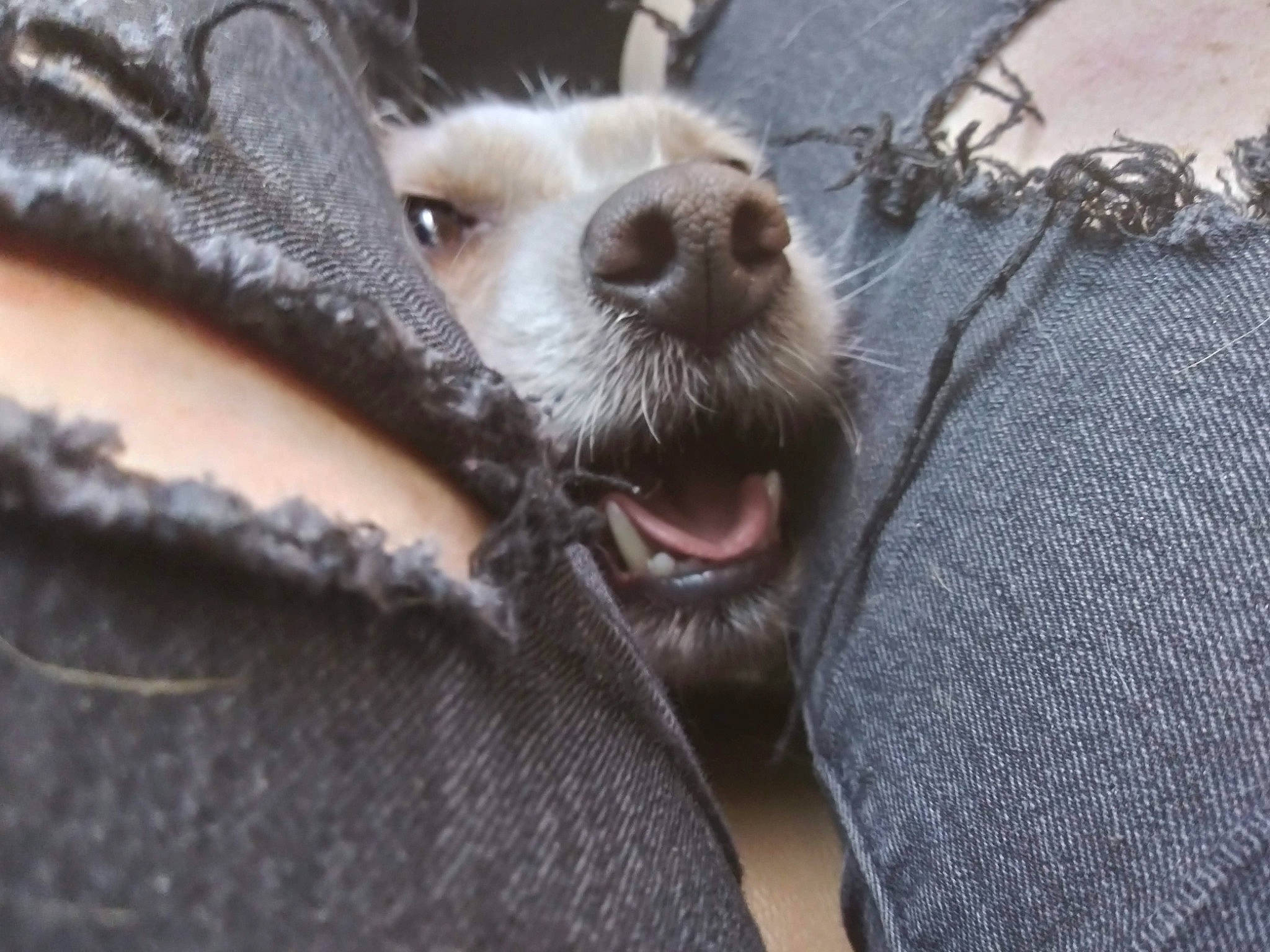 Molli is registered to the contest to win money with this photo: canidae, carnivore, claw, companion_dog, dog_breed, domestic_short_haired_cat, fawn, felidae, foot, fur, grey, mustelidae, paw, small_to_medium_sized_cats, snout, terrestrial_animal, textile, whiskers, wildlife, woven_fabric