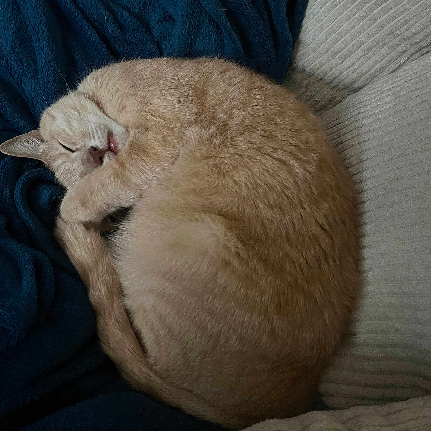 Nala a rejoint le concours — aidez-le/la à gagner de superbes lots ! animal, beige_cat, blanket, cat, comfort, couch, cozy, curled_up, cute, domestic_animal, feline, fur, home, indoor, nap, pet, relaxed, resting, sleeping, soft_texture