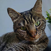 Noa a rejoint le concours — aidez-le/la à gagner de superbes lots ! abyssinian, animal, cat, egyptiancat, kitten, manx, pet