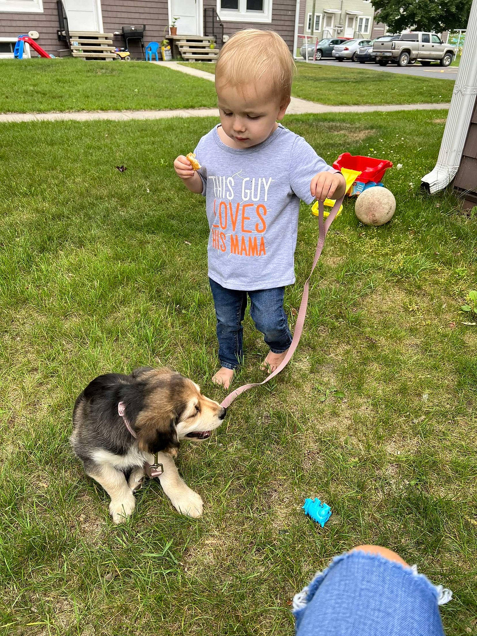 Oaklee joined the competition — help win amazing prizes! building, carnivore, child, companion_dog, dog, dog_breed, fun, grass, lawn, leash, people_in_nature, person, plant, recreation, sharing, shorts, sporting_group, t_shirt, tail, toddler
