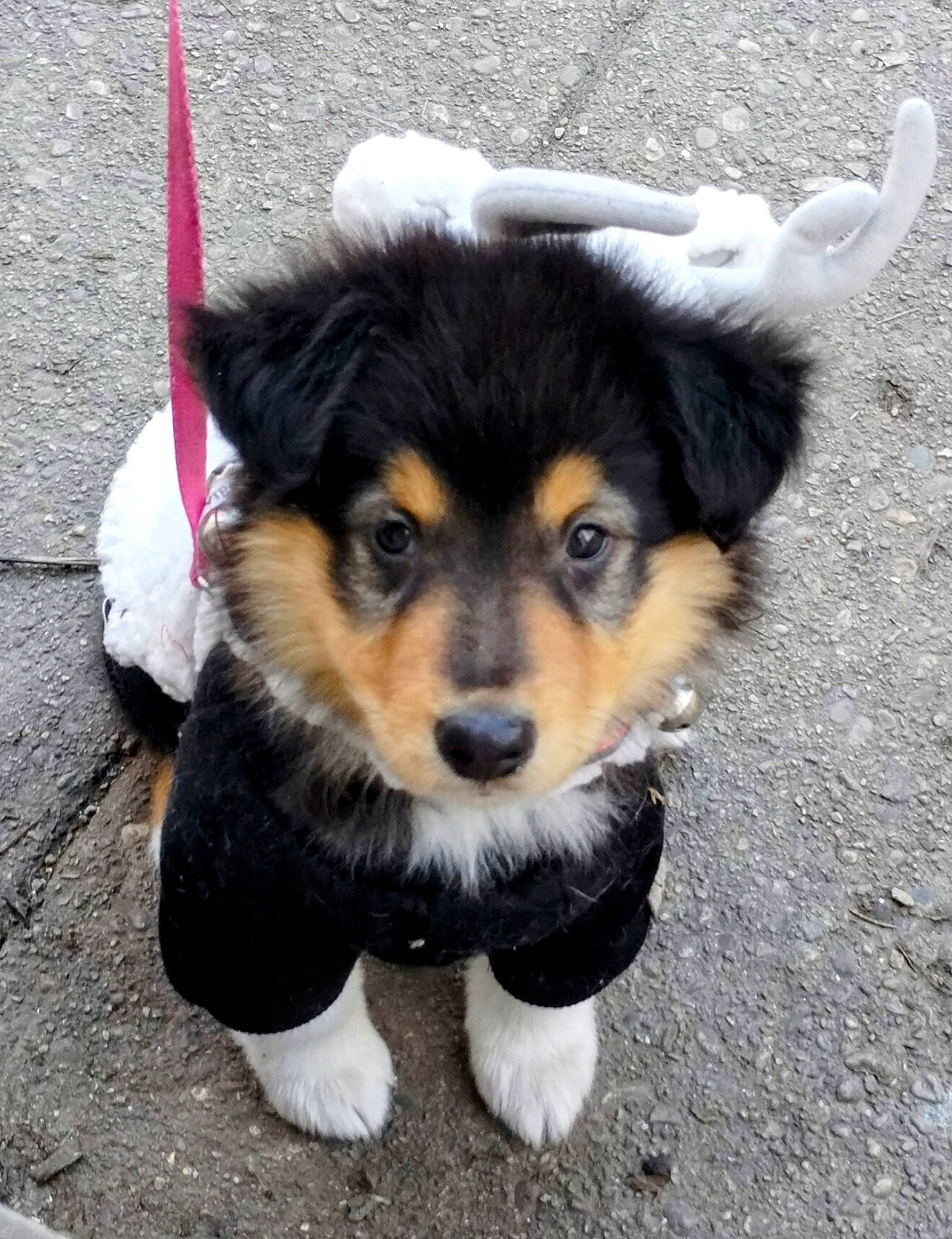 Pudgy is registered to the contest to win money with this photo: ancient_dog_breeds, canidae, carnivore, companion_dog, dog, dog_breed, dog_clothes, dog_supply, fur, herding_dog, paw, puppy, snout, sporting_group, tail, terrestrial_animal, toy_dog, whiskers, working_animal, working_dog