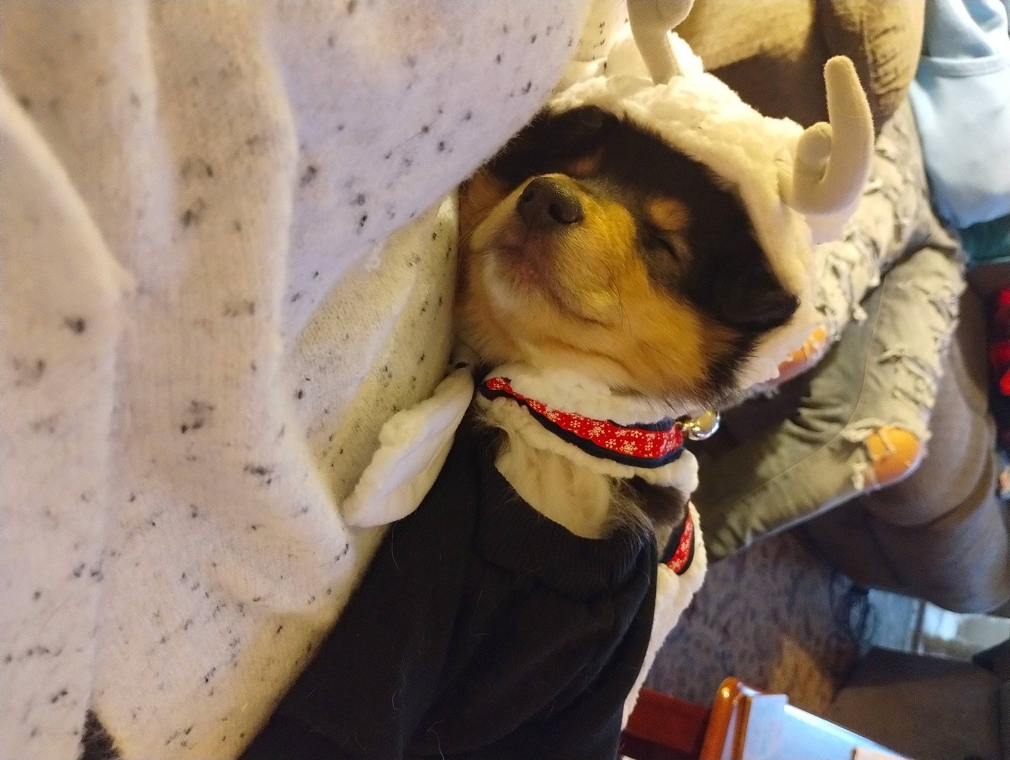 Pudgy is registered to the contest to win money with this photo: adventure, canidae, carnivore, collar, comfort, companion_dog, dog, dog_breed, dog_clothes, dog_collar, dog_supply, fashion_accessory, fawn, fur, leash, pet_supply, snout, sporting_group, whiskers, working_animal