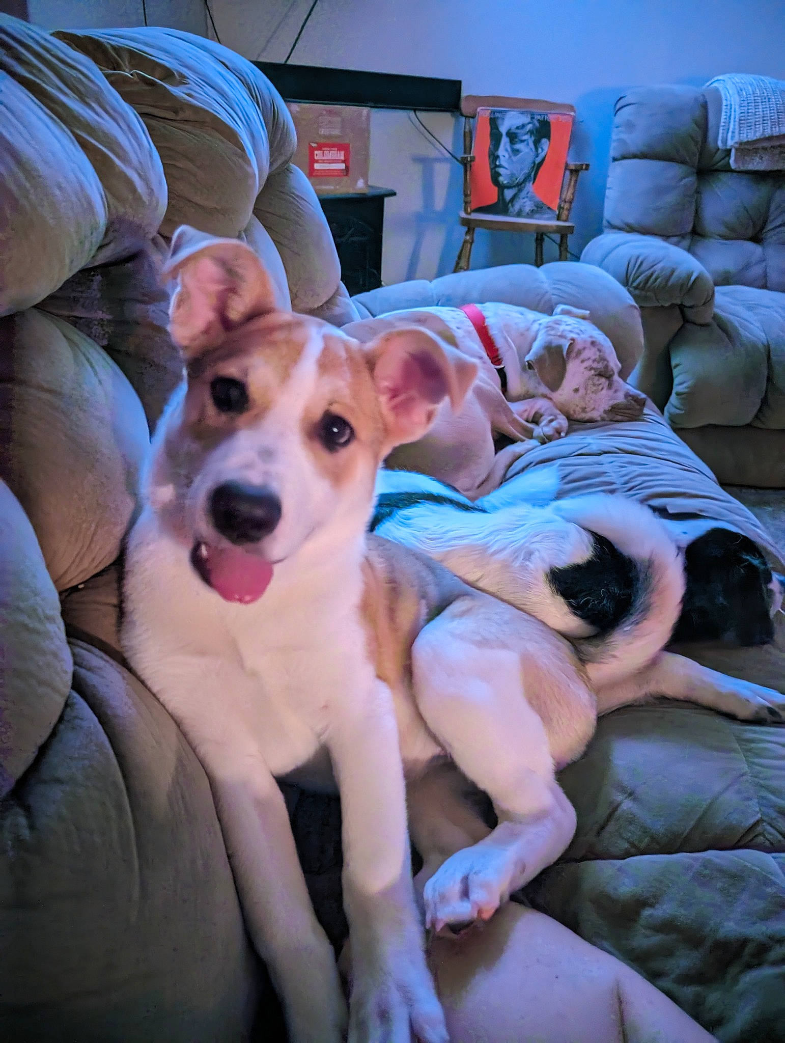 Sadie is registered to the contest to win money with this photo: canidae, carnivore, comfort, companion_dog, couch, dog, dog_breed, fawn, flooring, fun, fur, happy, lap, living_room, picture_frame, pillow, room, sitting, sporting_group, television