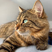 Moon participe au concours pour gagner de l'argent avec cette photo : abyssinian, angora, animal, cat, couch, furniture, hardwood, kitten, manx, pet, wood