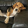 Nellie And Dolly joined the competition — help win amazing prizes! dog, beagle, pet, animal, couch, leather, resting, paw, head, brown, black, white, indoor, relaxed, laying, cute, looking, face, ears, fur