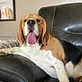 animal, beagle, brown, canine, couch, cute, dog, ears, fur, home, indoor, laying_down, leather, paw, pet, portrait, relaxed, snout, tongue_out, whiskers