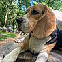 Nellie And Dolly is registered to the contest to win money with this photo: dog, beagle, animal, pet, outdoor, nature, wood, picnic_table, ears, fur, close_up, canine, resting, daylight, greenery, snout, paw, brown, white, black