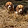 Nellie And Dolly
