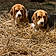 Nellie And Dolly