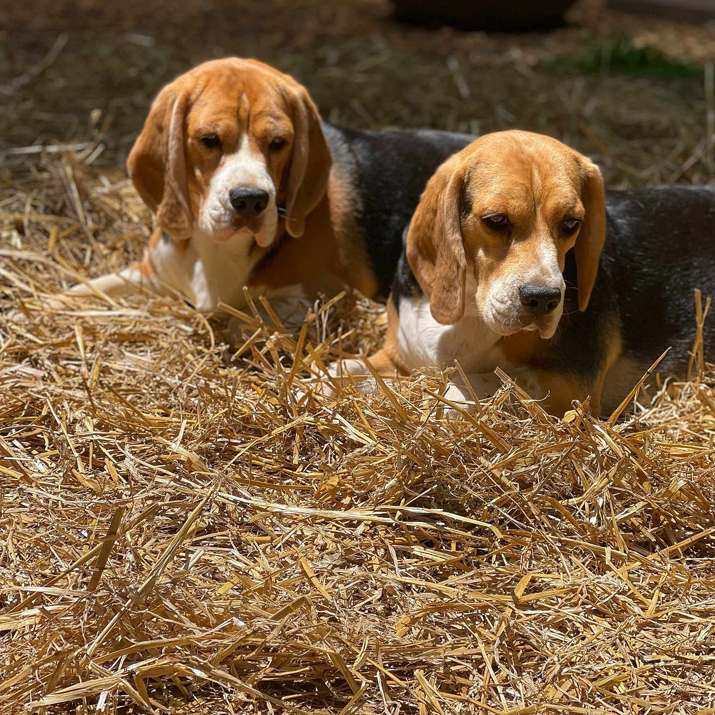 Nellie And Dolly joined the competition — help win amazing prizes! animal, beagle, black, brown, canine, closeup, dog, ears, fur, laying_down, nature, outdoor, peaceful, pet, portrait, resting, straw, sunlight, two_dogs, white