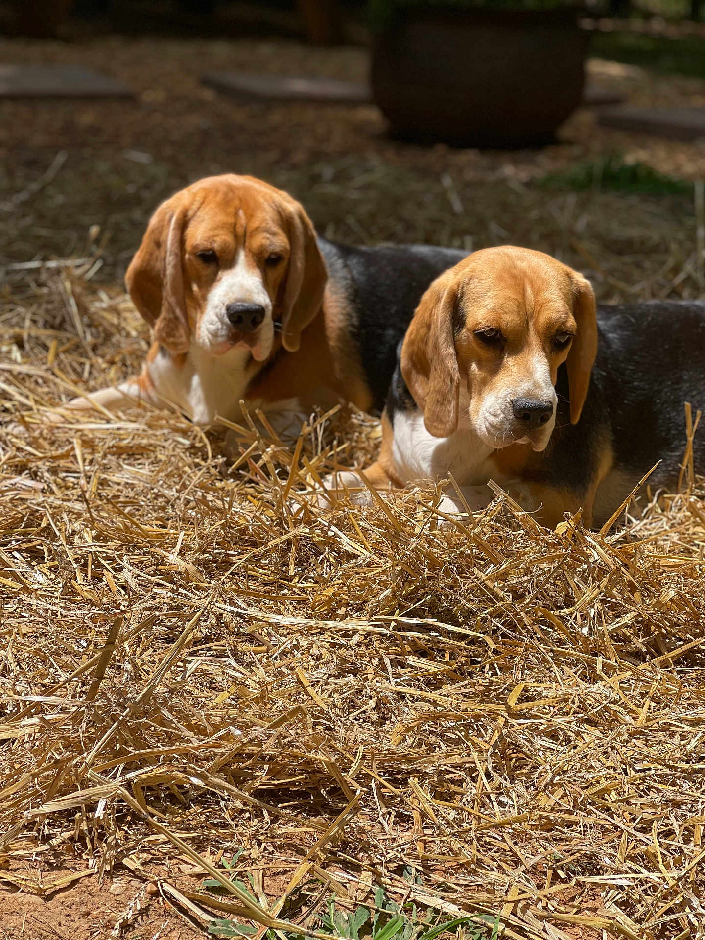 Nellie And Dolly