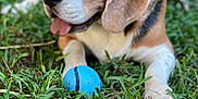 Nellie And Dolly joined the competition — help win amazing prizes! dog, beagle, grass, blue_ball, tongue_out, pet, animal, outdoor, playful, canine, closeup, nature, fur, ears, snout, paw, summer, daylight, cute, adorable