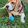 adorable, animal, beagle, blue_ball, canine, closeup, cute, daylight, dog, ears, fur, grass, nature, outdoor, paw, pet, playful, snout, summer, tongue_out